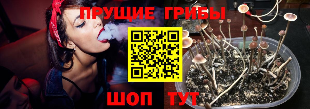 Псилоцибиновые грибы Psilocybine cubensis  Вход с VPN  Киров  Галлюциногенные грибы Psilocybe 